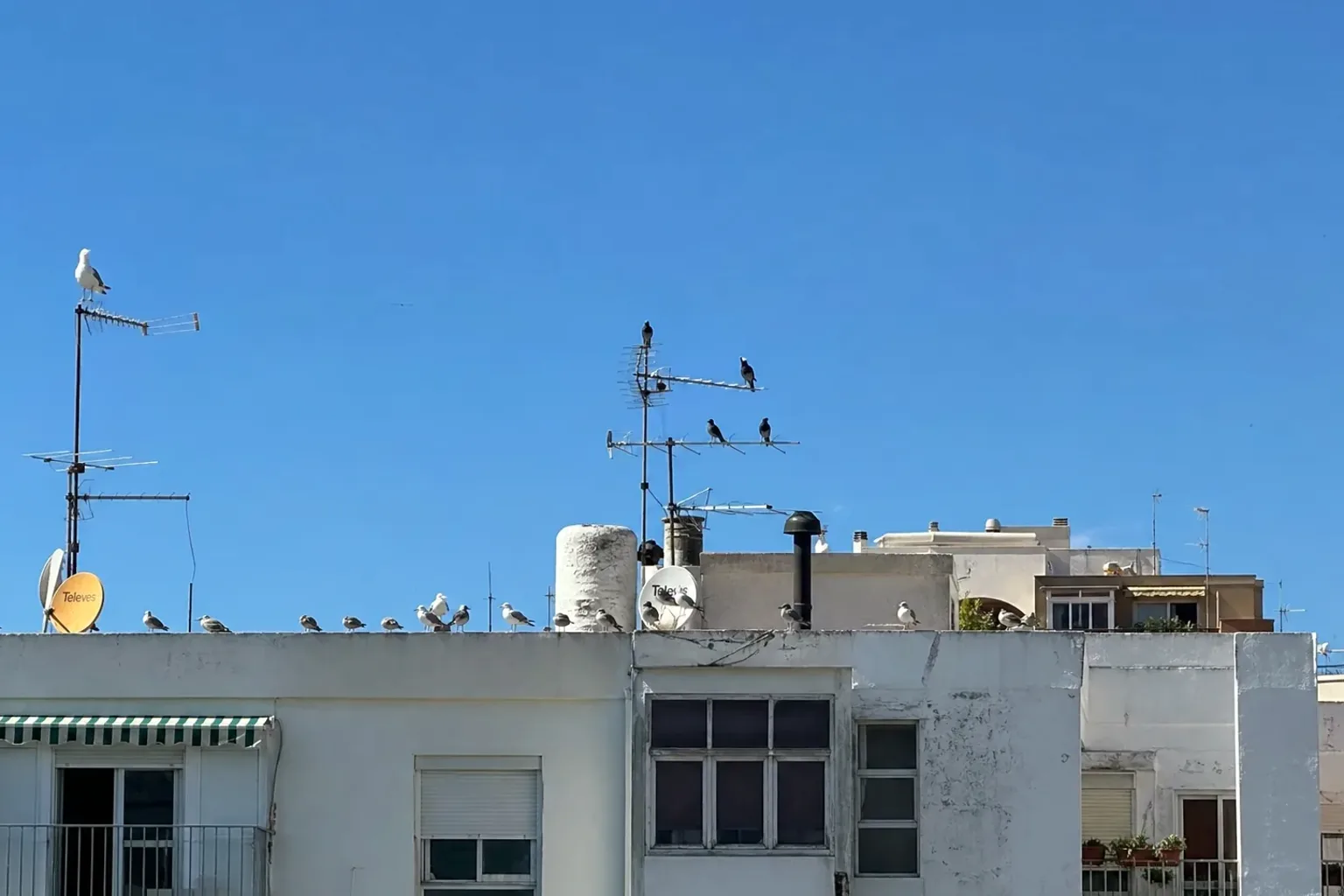 Control de aves urbanas en cubiertas y cornisas