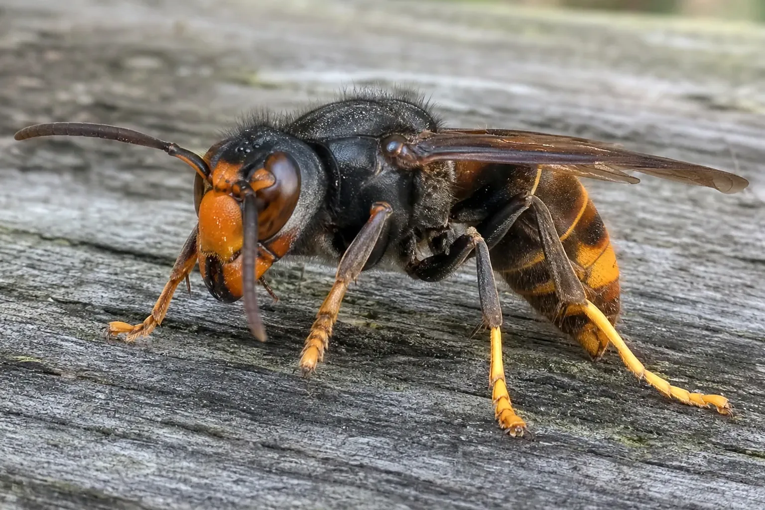 Avispa asiática (Vespa velutina) en detalle