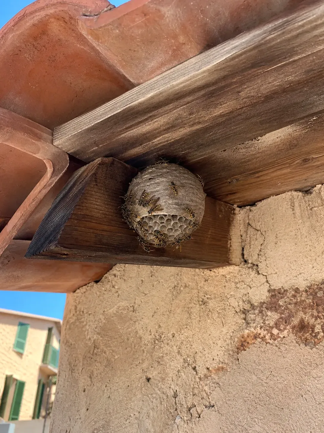 Tratamiento de avispas en Llinars del Vallès — LlinarsPlagas