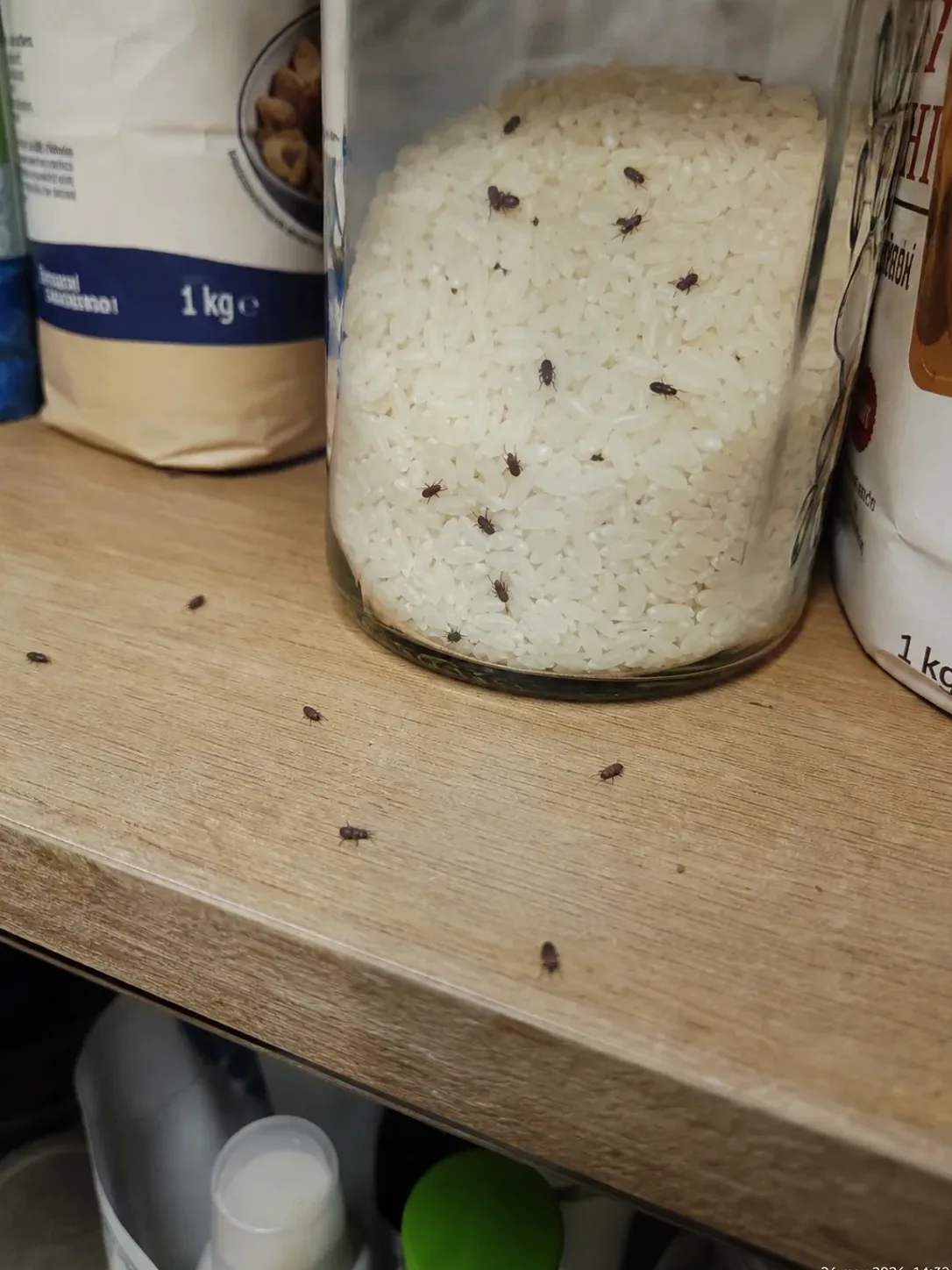 Collsabadellojos en un bote de arroz de la despensa