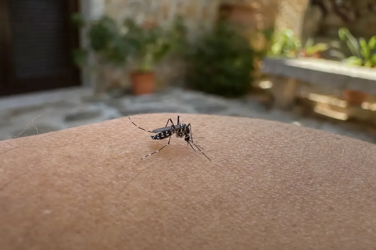 Tratamiento de mosquito tigre en Llinars del Vallès — LlinarsPlagas