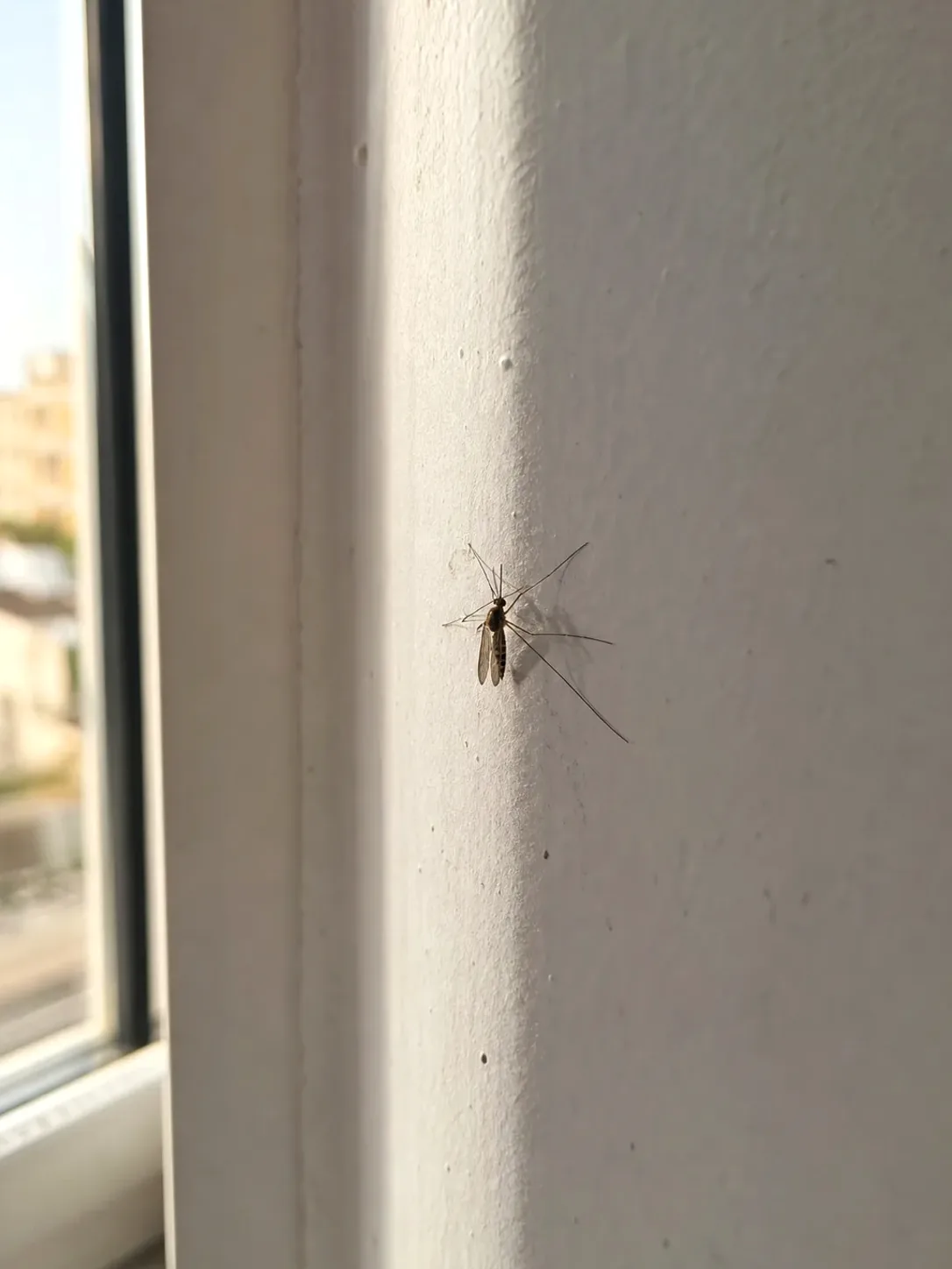 Tratamiento de mosquitos en Llinars del Vallès — LlinarsPlagas