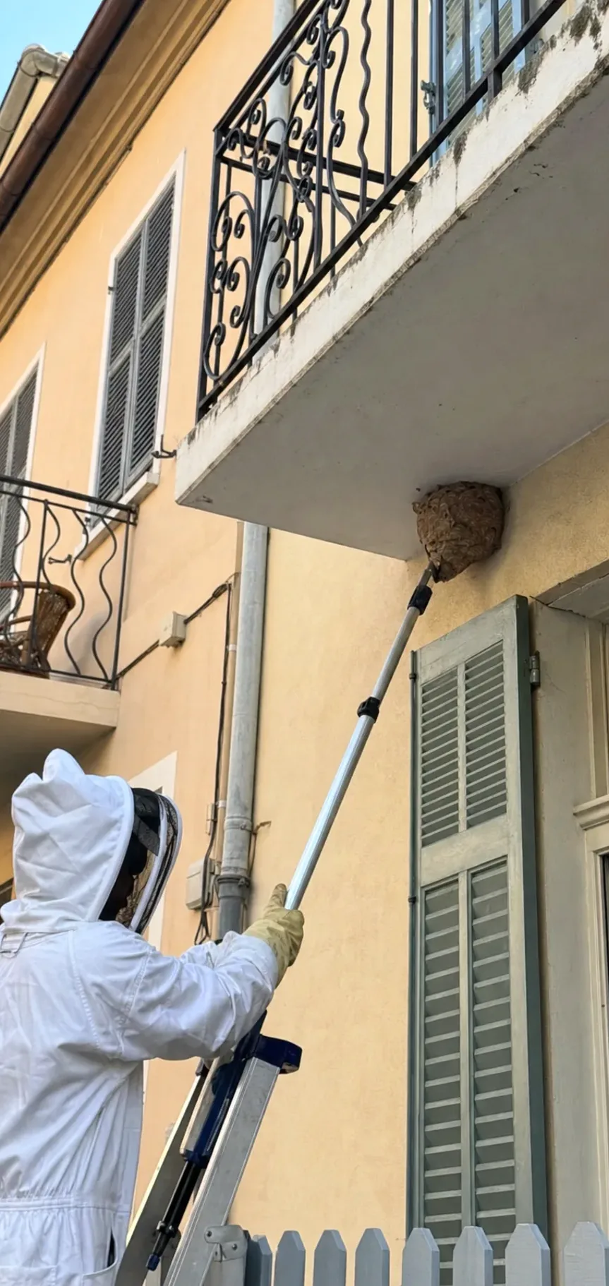 Retirada de nidos de avispas en Llinars del Vallès — LlinarsPlagas